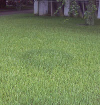 Fairy Ring in a St Augustine lawn