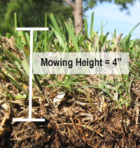 Cut away showing the mowing height of St Augustine grass