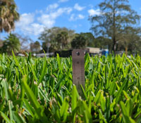 Ruler in a St Augustine lawn showing mowing height
