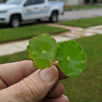 Hand holding two dollar weed leaves