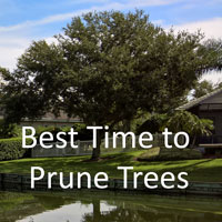 Live Oal tree by lake with Best time to prune trees copy