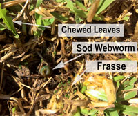 Sod Webworm curled in a "C" shape near chewed leaves