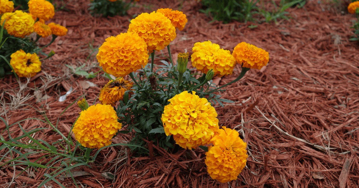 Marigolds Produce a Natural Insecticide