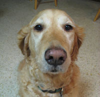 Do You Have Any Lawn Treatment for Fleas?