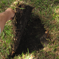 Important Update for New Sod Installations