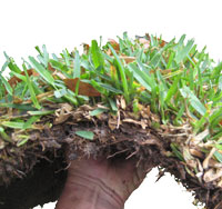 Is there a better grass for a Lawn in Pinellas County than Floratam St Augustine?