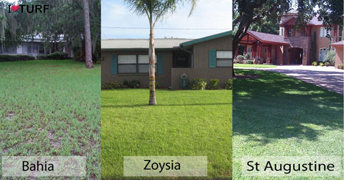 Pictures of 3 Turf Species - Zoysia, Bahia and St Augustine