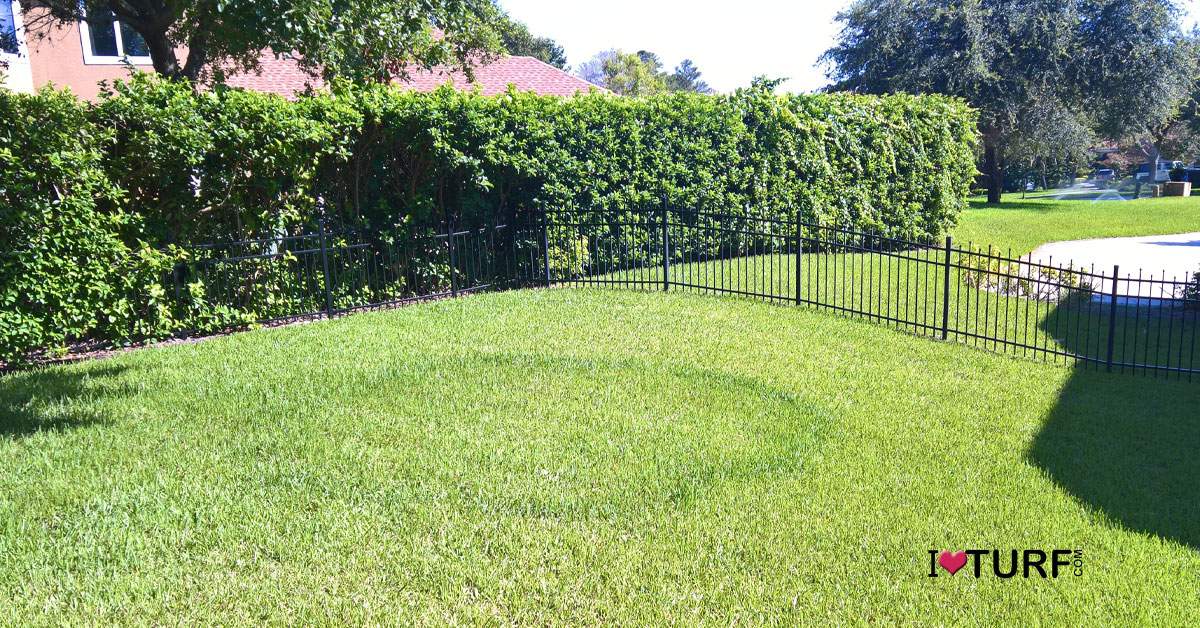 Fairy Ring in a St Augustine lawn