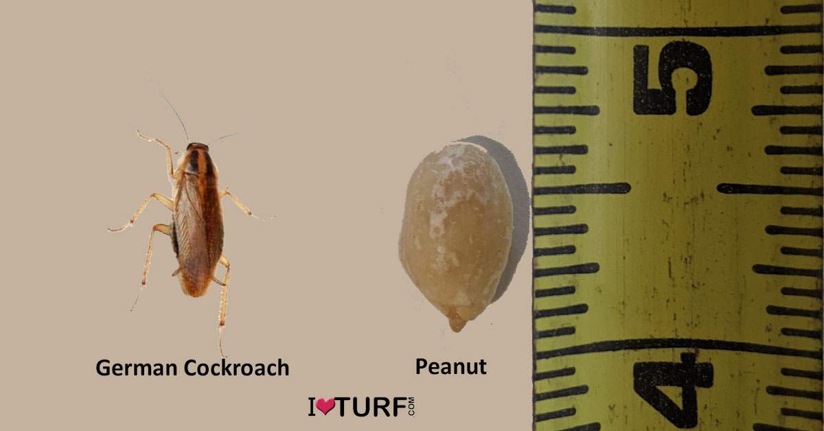 German Cockroach next to a peanut and a ruler