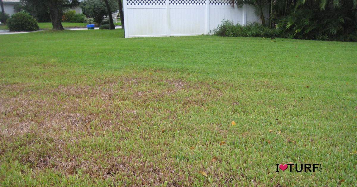St Augustine grass lawn damaged by grubs