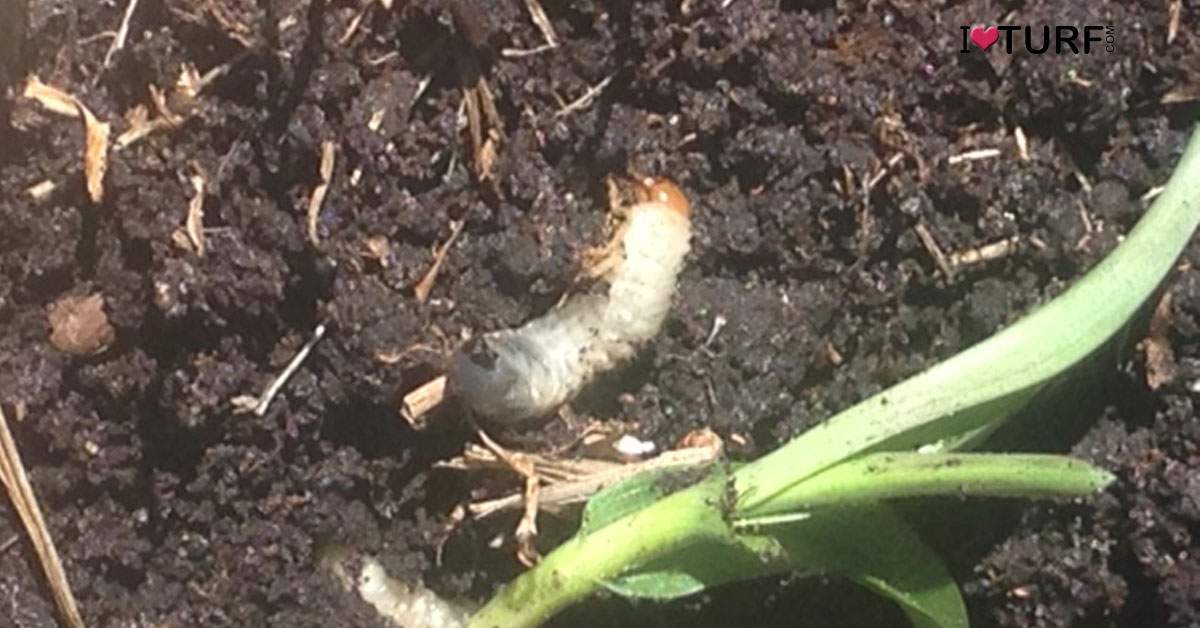 Grub laying on soil surface next to leaf