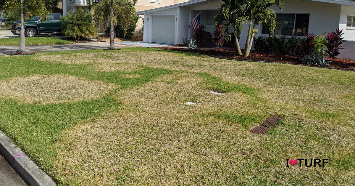 Brown Patch Is A Cool Weather Disease In St Augustine Lawns APL Pest
