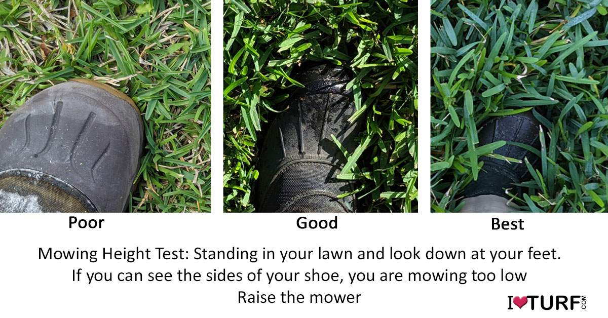 Shoe in St Augustine Lawn showing the mowing height
