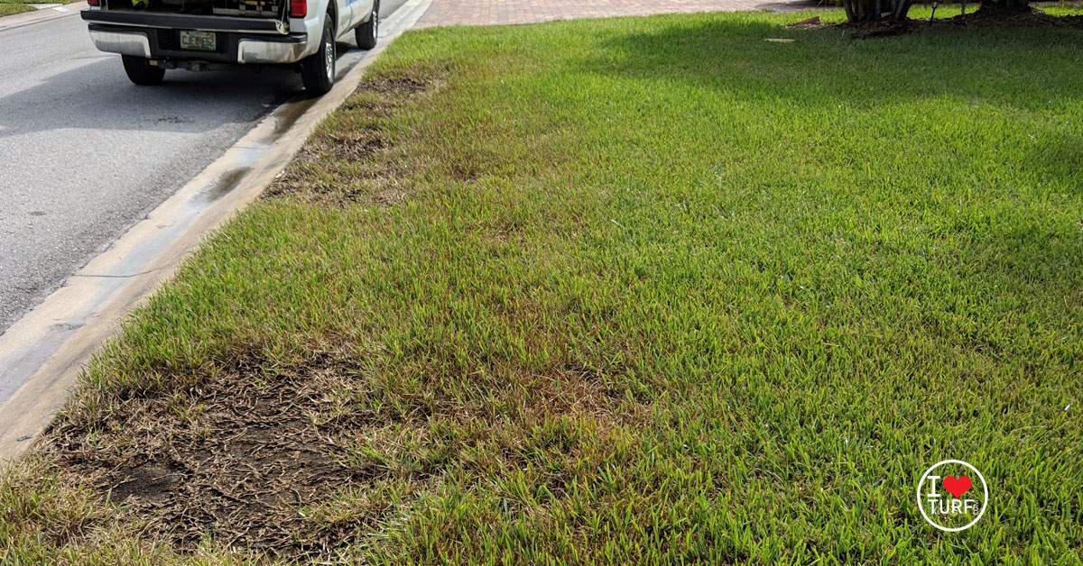 Chinch bug damage to a St Augustine lawn