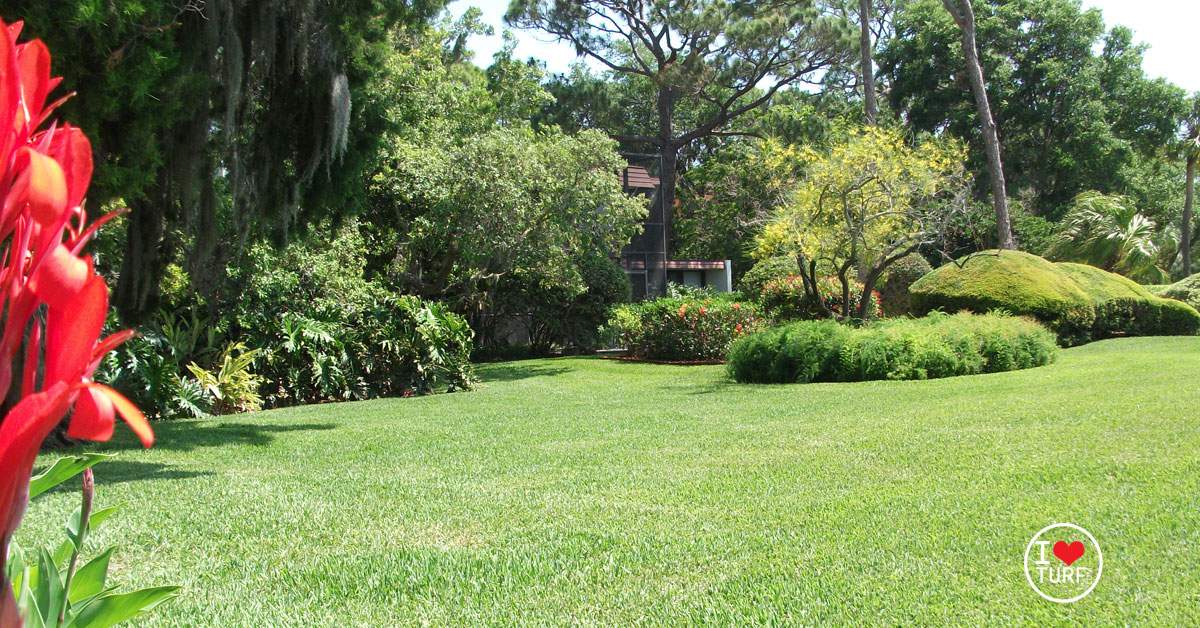 St Augustine lawn