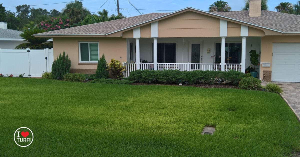 St Augustine lawn with iron chlorosis