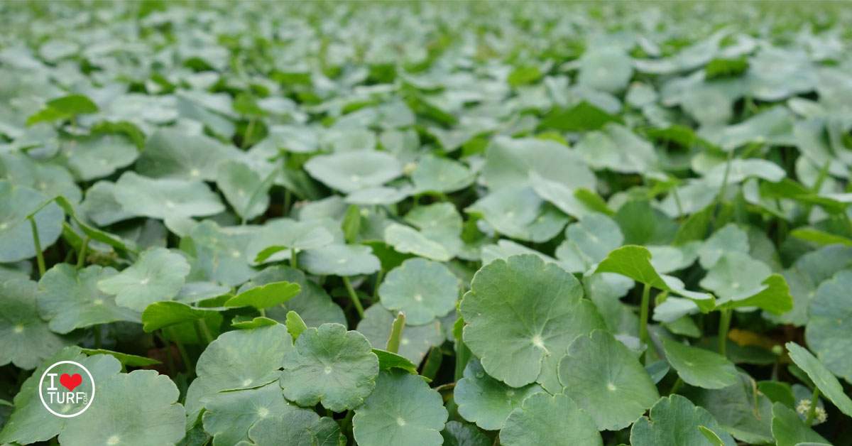 How to Control Dollar Weed in St Augustine Turf Grass Lawn