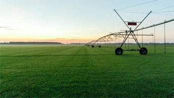 Sod field and irrigation