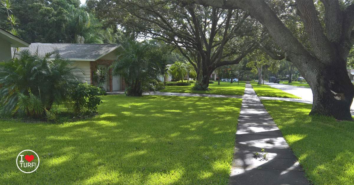 St Augustine lawn shaded by large Oaks
