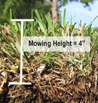 Cut away showing the mowing height of St Augustine grass