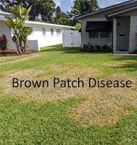 Brown Patch Damaged St AUgustine Lawn
