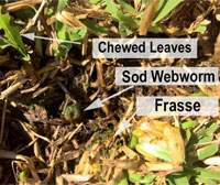 Sod Webworm curled in a "C" shape near chewed leaves