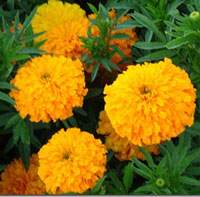 About the Chemicals I Use