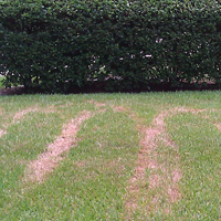 Blazing Hot Florida Sun can Scald the Turf leaving Brown Streaks in the Lawn