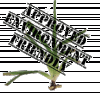 St Augustine Grass is the Best for You and the Environment