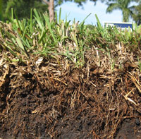 Thatch in St Augustine Lawns