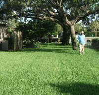 Lawn Spraying is a Value Added Service