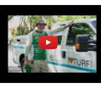 Is it Chinch Bugs? Fungus? Or Something Else?